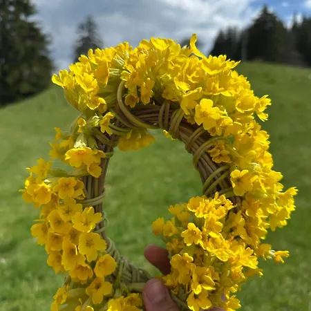 комплекс божидарица *