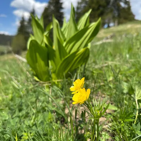 комплекс божидарица Affittacamere *