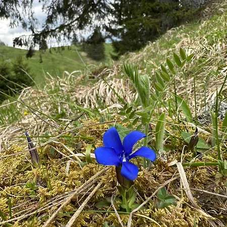 комплекс божидарица *