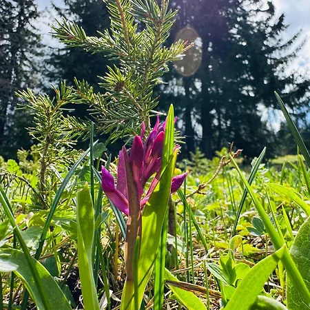 комплекс божидарица *