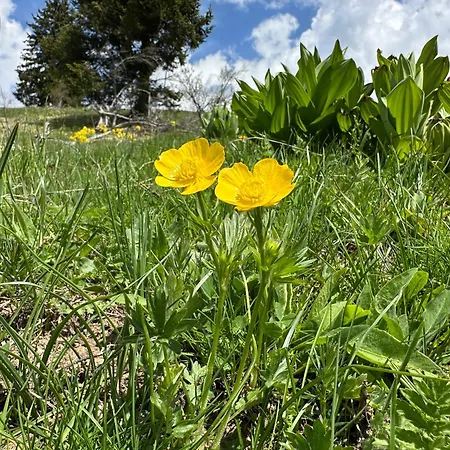 комплекс божидарица Affittacamere *